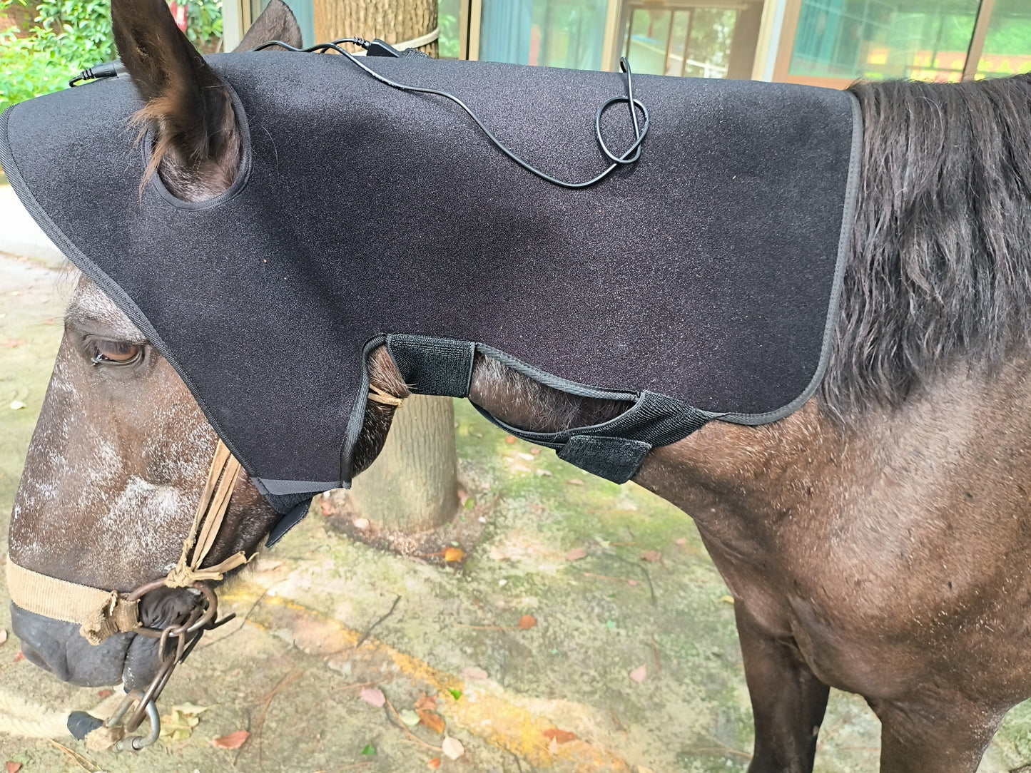 ClinicPBM Equine Red Light Therapy Poll Cap - Size for Pony