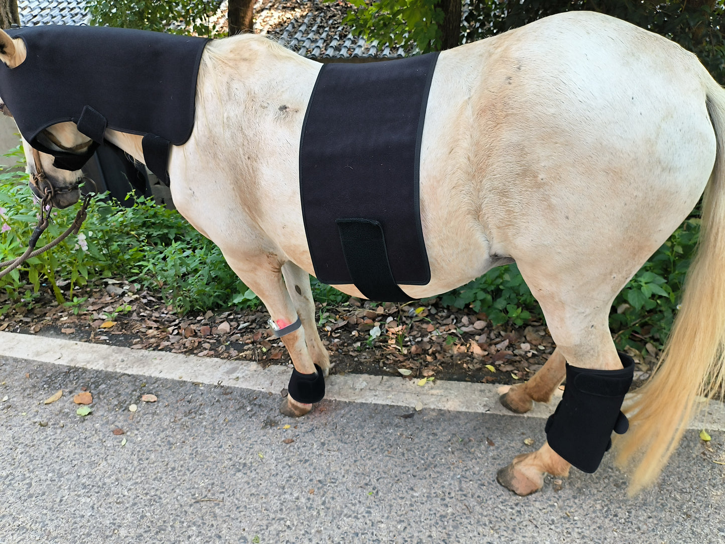 ClinicPBM Equine Red Light Therapy Poll Cap - Size for Pony