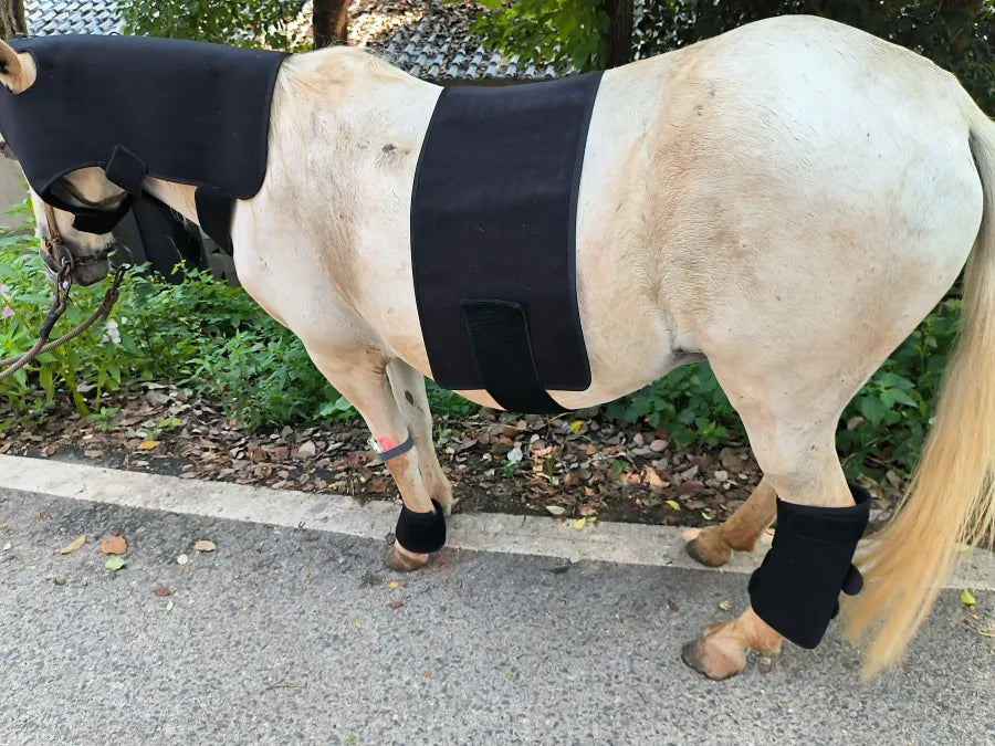 Equine Red Light Therapy Poll Cap for Pony