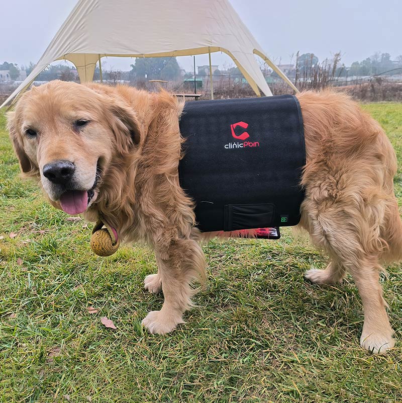 PbmEquine Dog Red Light Therapy Back/Abdomen Wrap