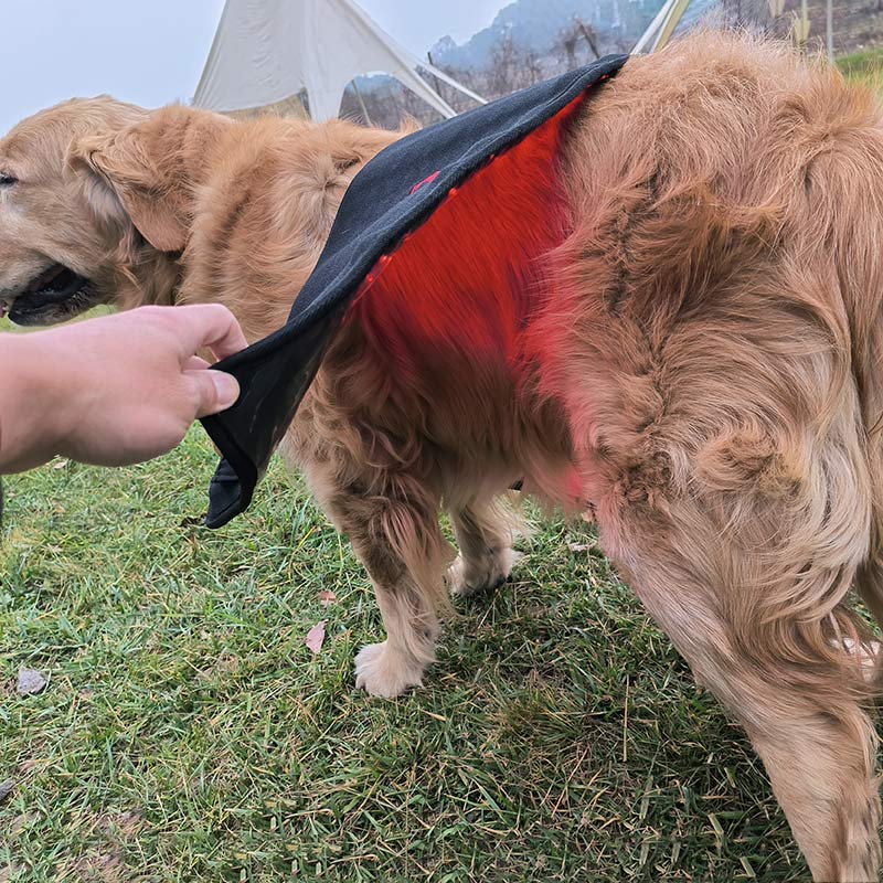 PbmEquine Dog Red Light Therapy Back/Abdomen Wrap