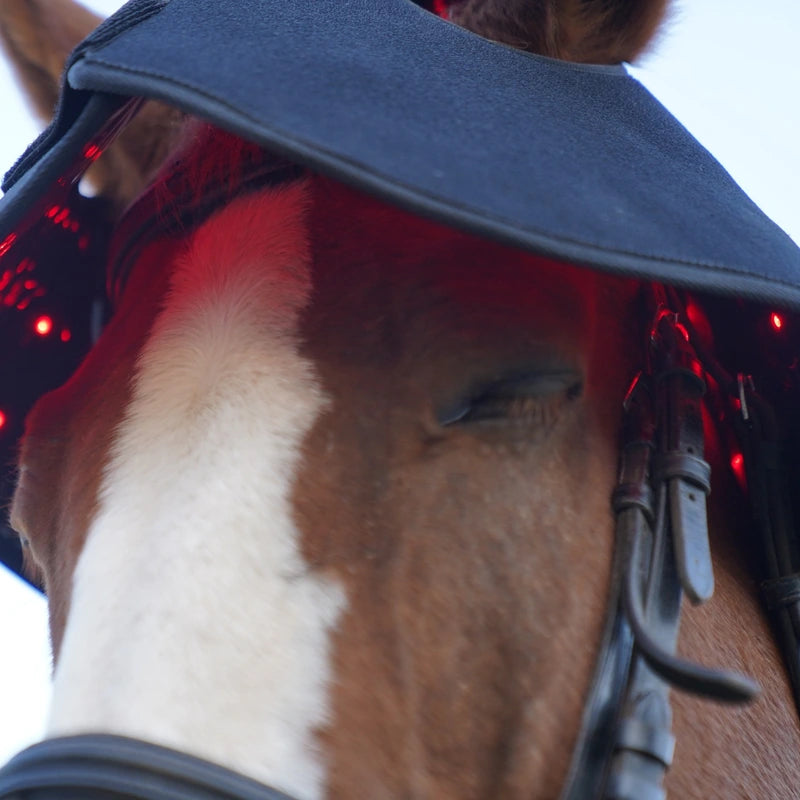 Close-up of the PbmEquine Poll Cap and Neck wrap on a horse’s forehead with red LEDs visible beneath the fabric edge.