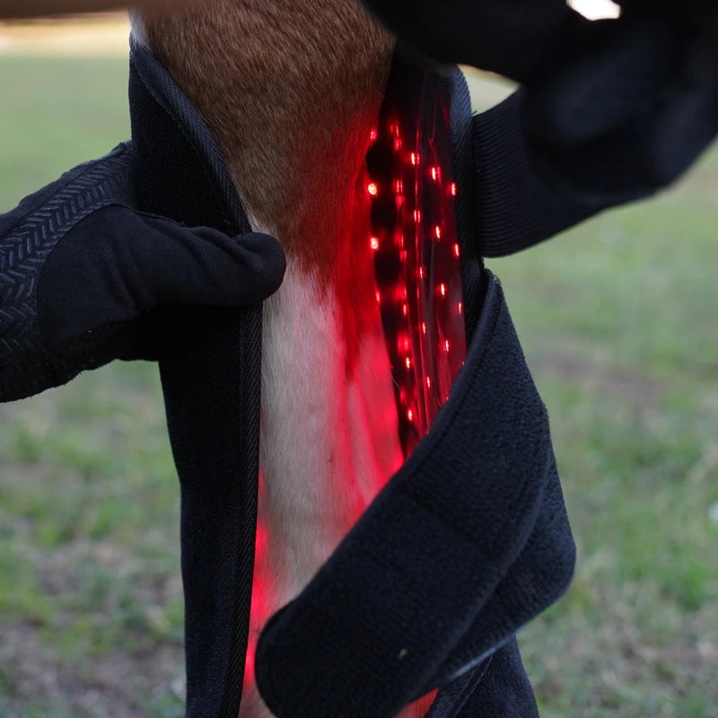 Partly opened PbmEquine red light therapy leg boot showing illuminated red LEDs beside a horse’s lower leg.