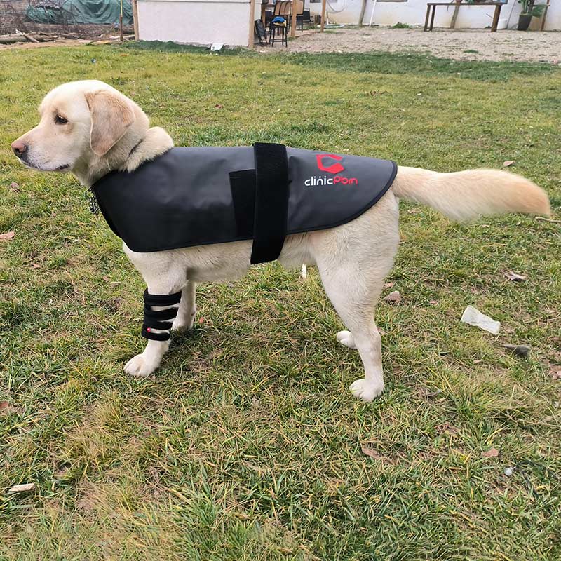 PbmEquine Red Light Therapy Coat for Dog & Cat