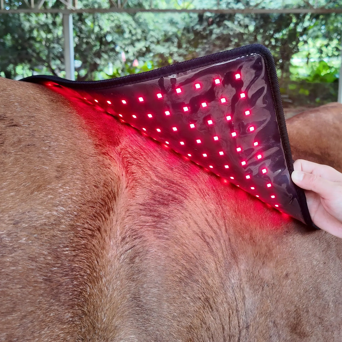 Red Light Therapy Pad for Horses' Back--Pbmequine