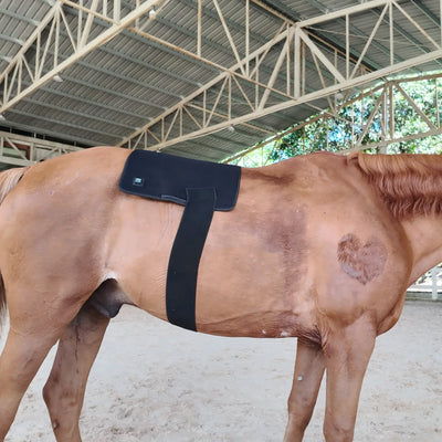 Red Light Therapy Pad for Horses' Back--Pbmequine