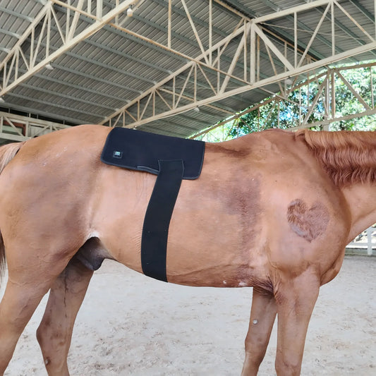Red Light Therapy Pad for Horses' Back--Pbmequine