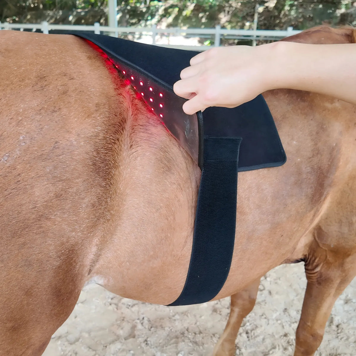 Red Light Therapy Pad for Horses' Back--Pbmequine