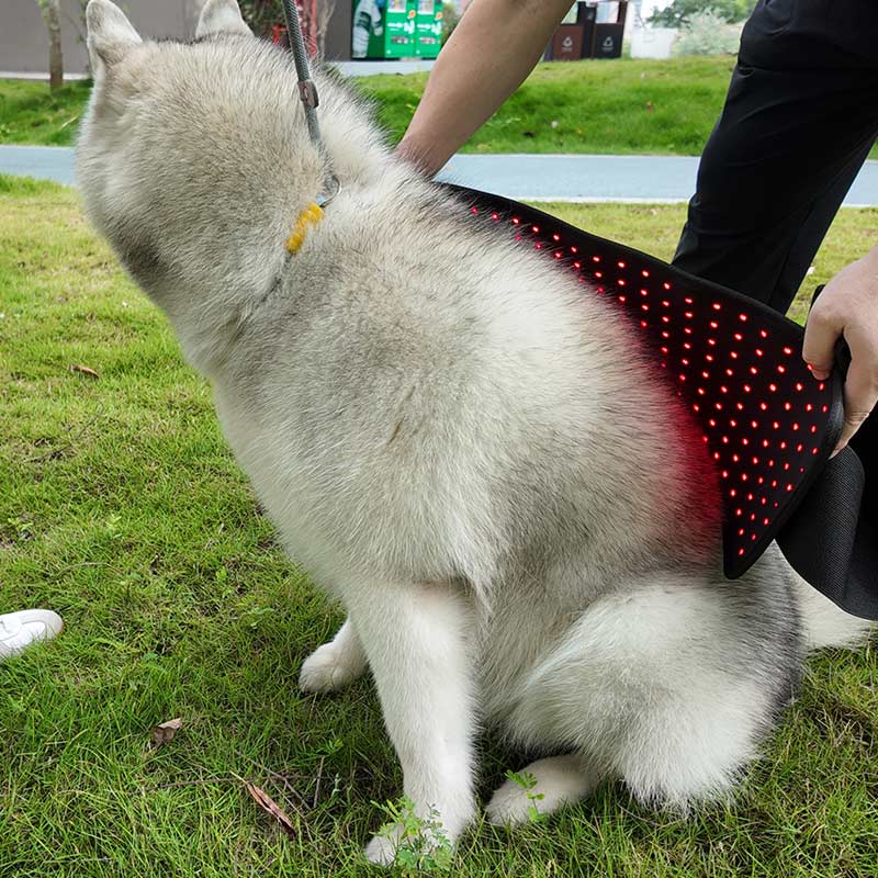 PbmEquine Dog Red Light Therapy Back/Abdomen Wrap