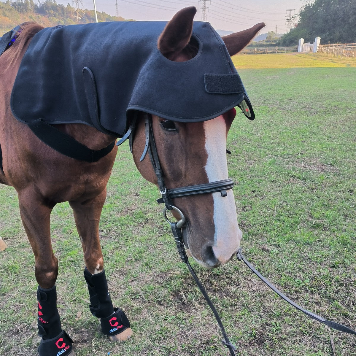 Complete Equine Red Light Therapy Bundle — Poll Cap, Back Pad & Leg Boots