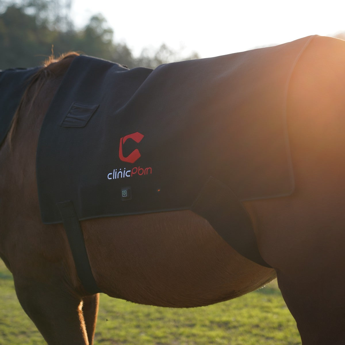 Complete Equine Red Light Therapy Bundle — Poll Cap, Back Pad & Leg Boots