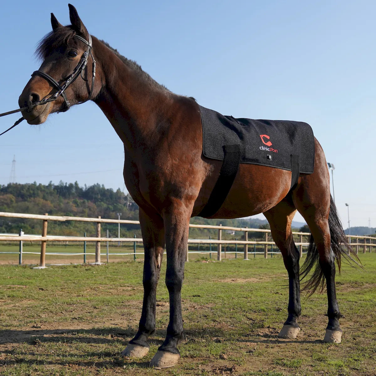 Red Light Therapy Back Pad for Horses - ClinicPBM