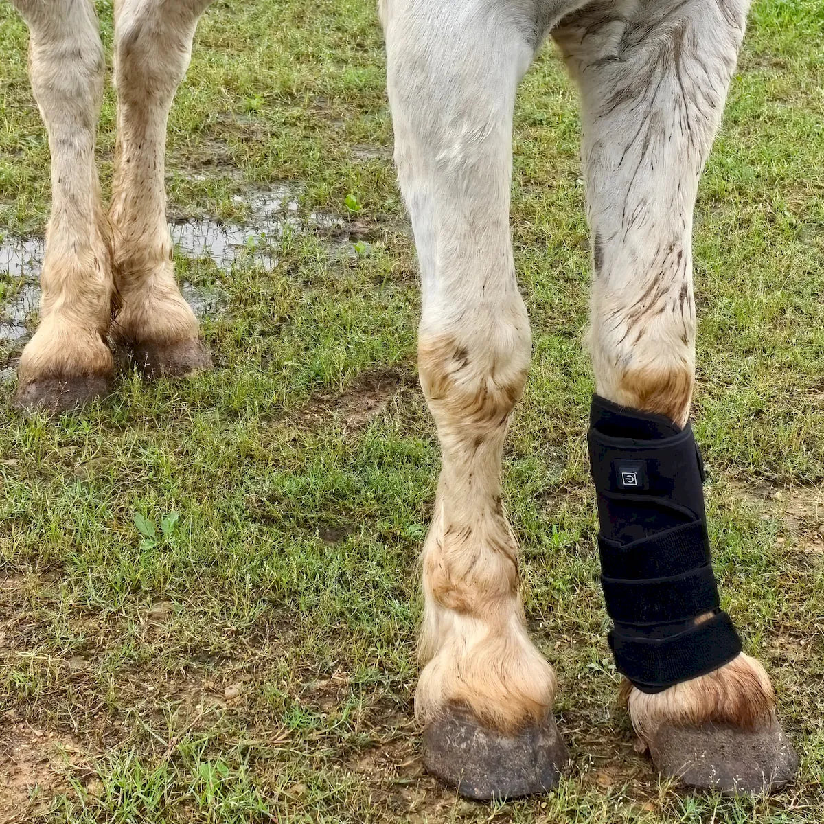 Red Light Therapy Leg Boots for Horses â€“ ClinicPBM