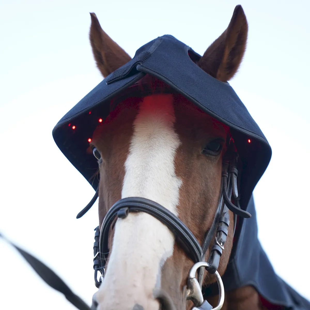 Red Light Therapy Poll Cap and Neck for Horses â€“ ClinicPBM