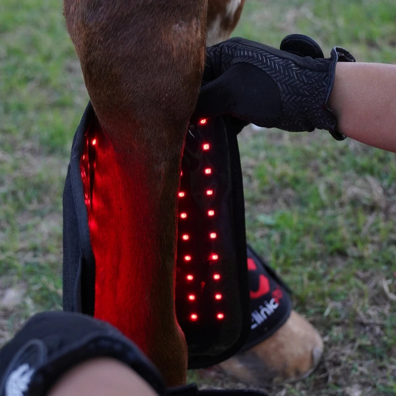 PbmEquine red light therapy device opened to reveal the 660nm LED array illuminating a horse's leg during a session