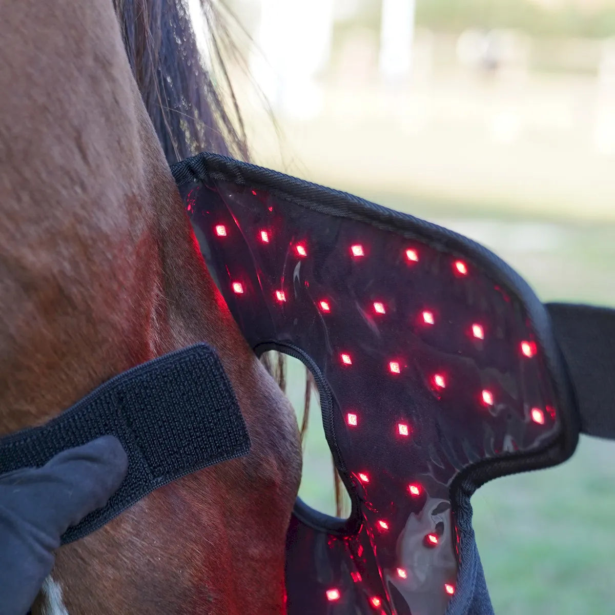 Red Light Therapy Hock Wraps for Horses â€“ ClinicPBM