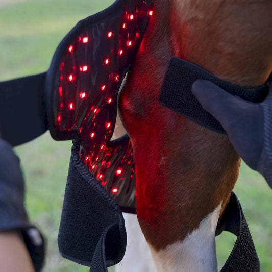 Red Light Therapy Hock Wraps for Horses â€“ ClinicPBM