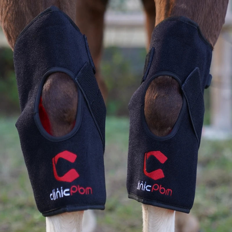 Pair of PbmEquine red light therapy hock wraps fitted on a horse's hind legs, rear view showing the open hock joint design