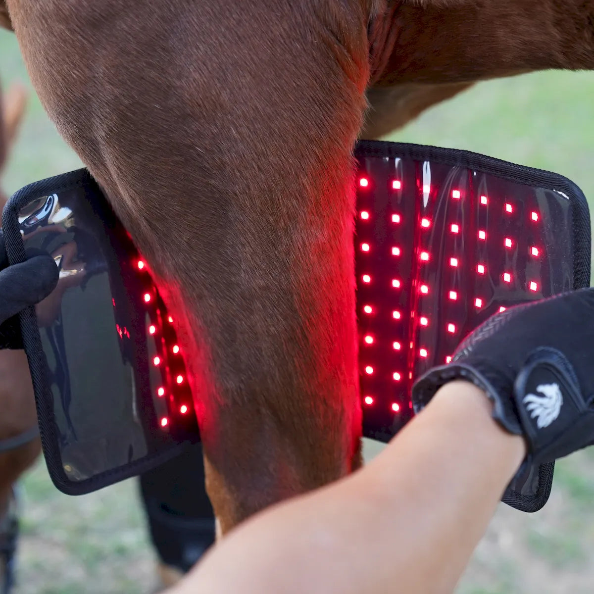 ClinicPBM Red Light Therapy Leg / Back/ Neck Wrap for Horses- Size : S