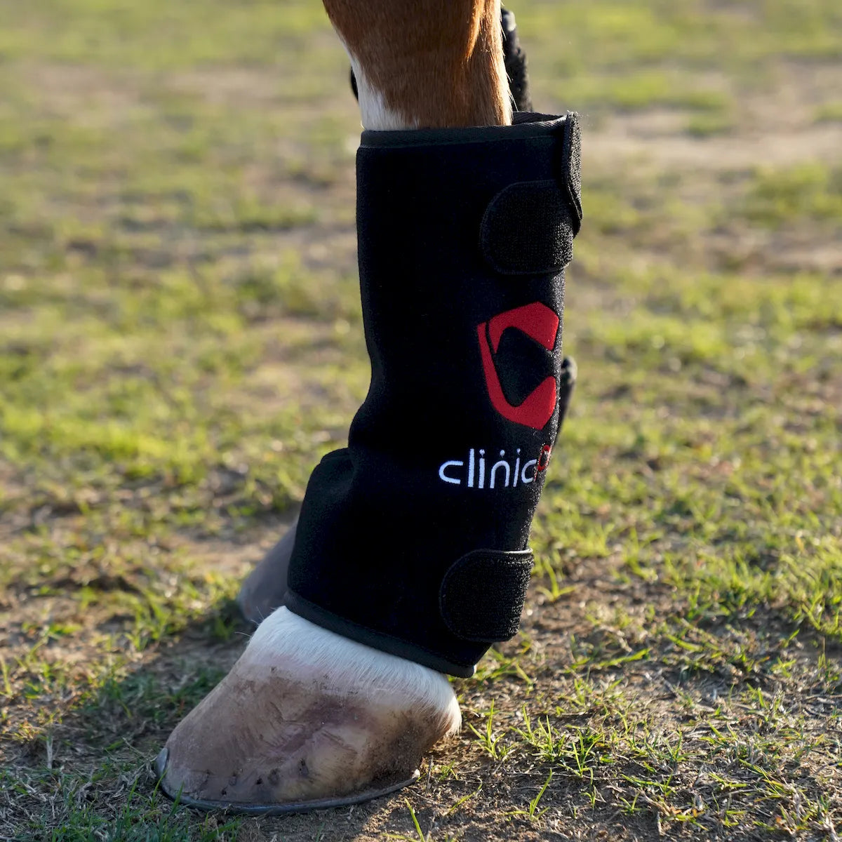 Red Light Therapy Leg Boots for Horses â€“ ClinicPBM