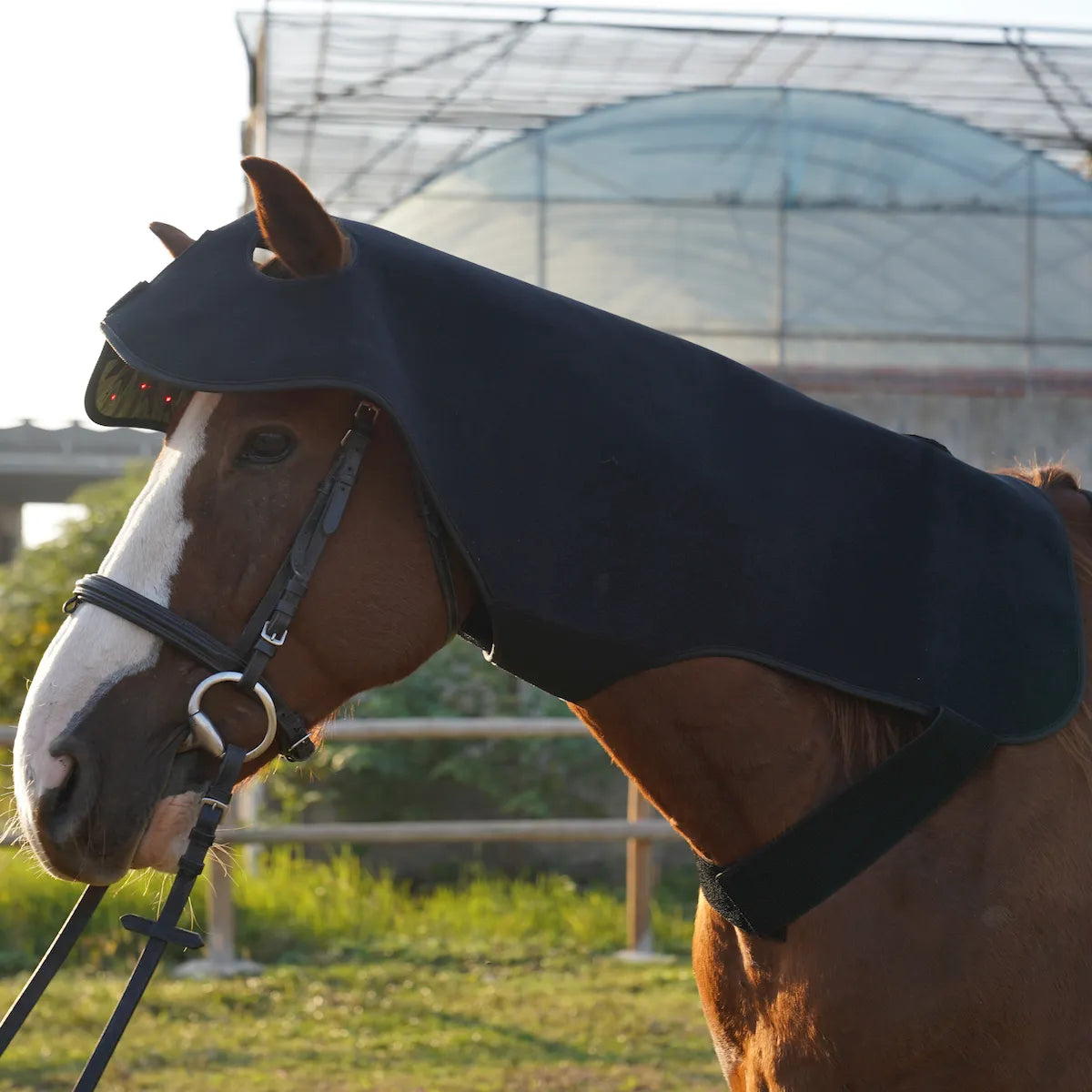 Red Light Therapy Poll Cap and Neck for Horses â€“ ClinicPBM