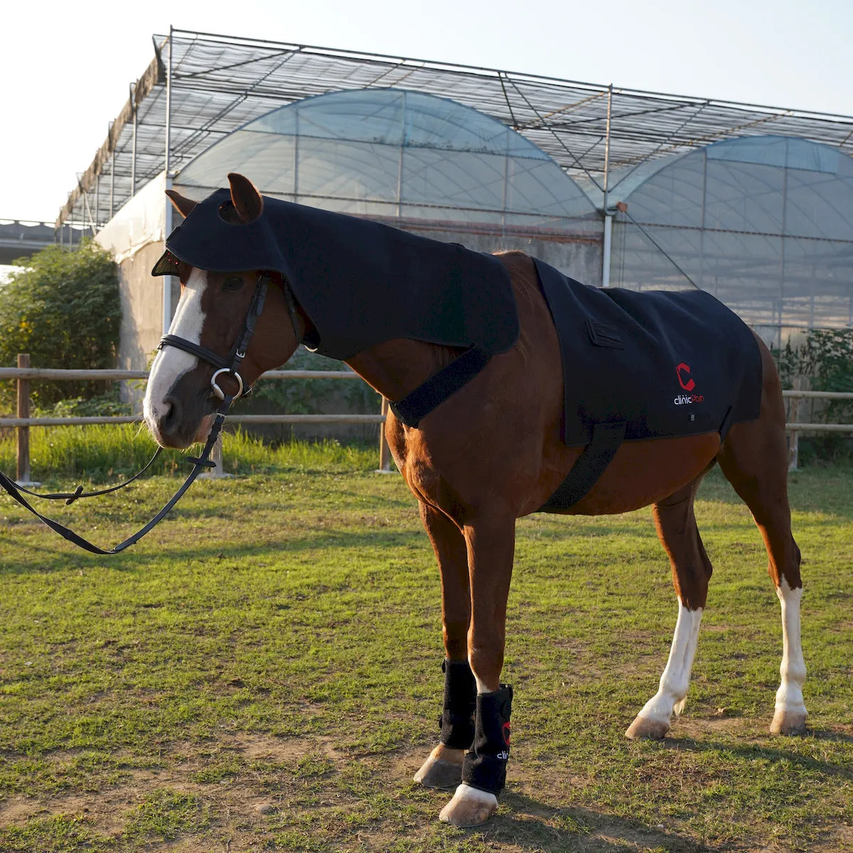 Red Light Therapy Poll Cap and Neck for Horses â€“ ClinicPBM