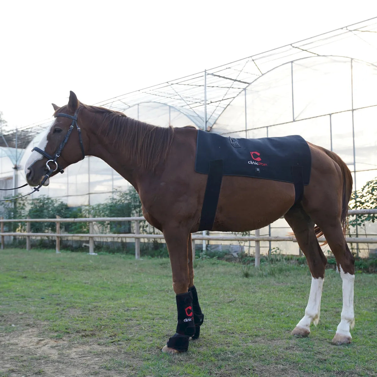 Red Light Therapy Back Pad for Horses - ClinicPBM