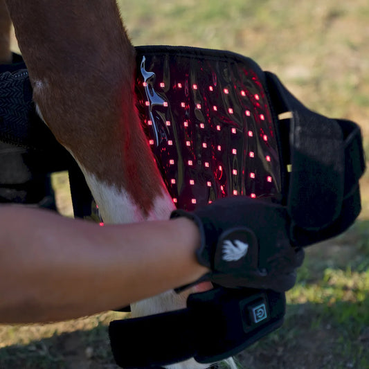 Red Light Therapy Leg Boots for Horses â€“ ClinicPBM