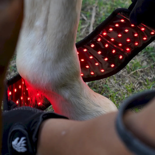 Red Light Therapy Hoof Boots for Horses â€“ ClinicPBM