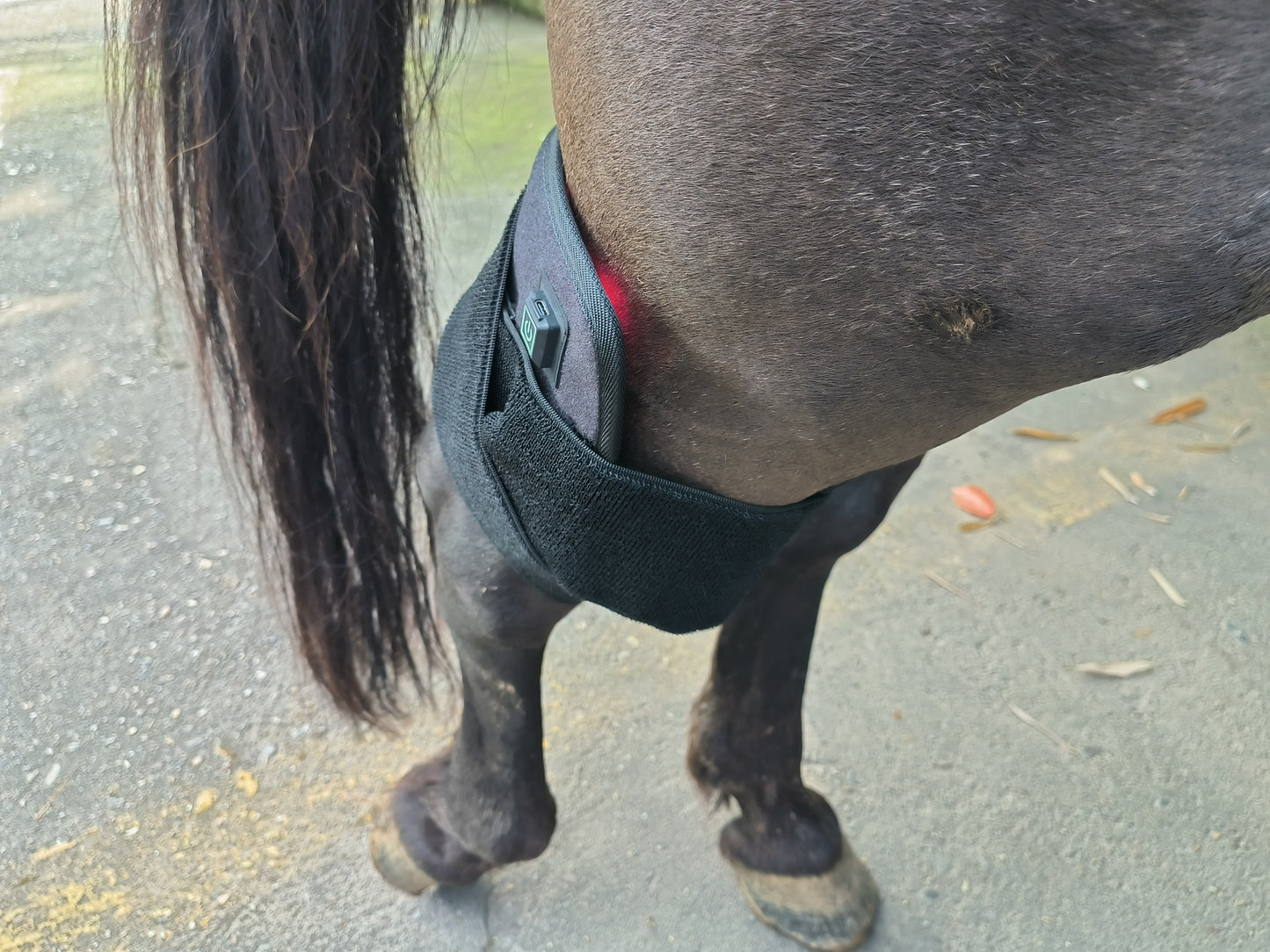 ClinicPBM Red Light Therapy Leg / Back/ Neck Wrap for Horses- Size : S