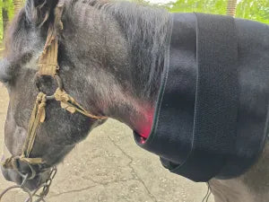 ClinicPBM Red Infrared Light Therapy Wrap for Horses - Size: L