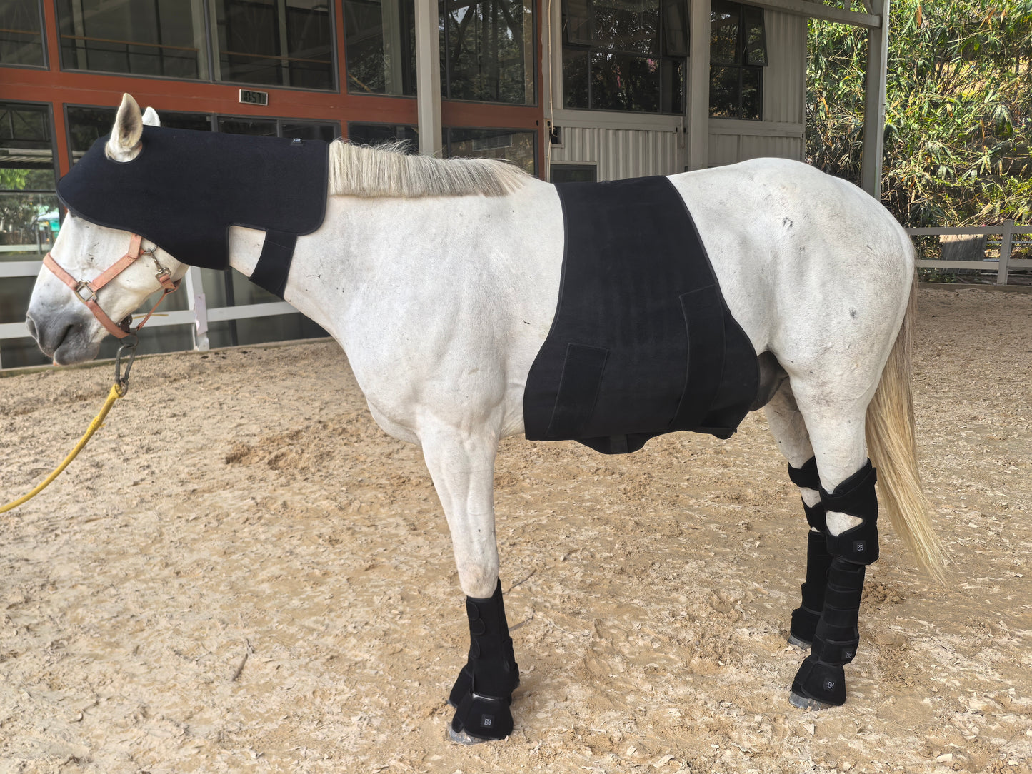 Red Light Therapy Hip and Shoulder Wrap Pad for Horses â€“ ClinicPBM