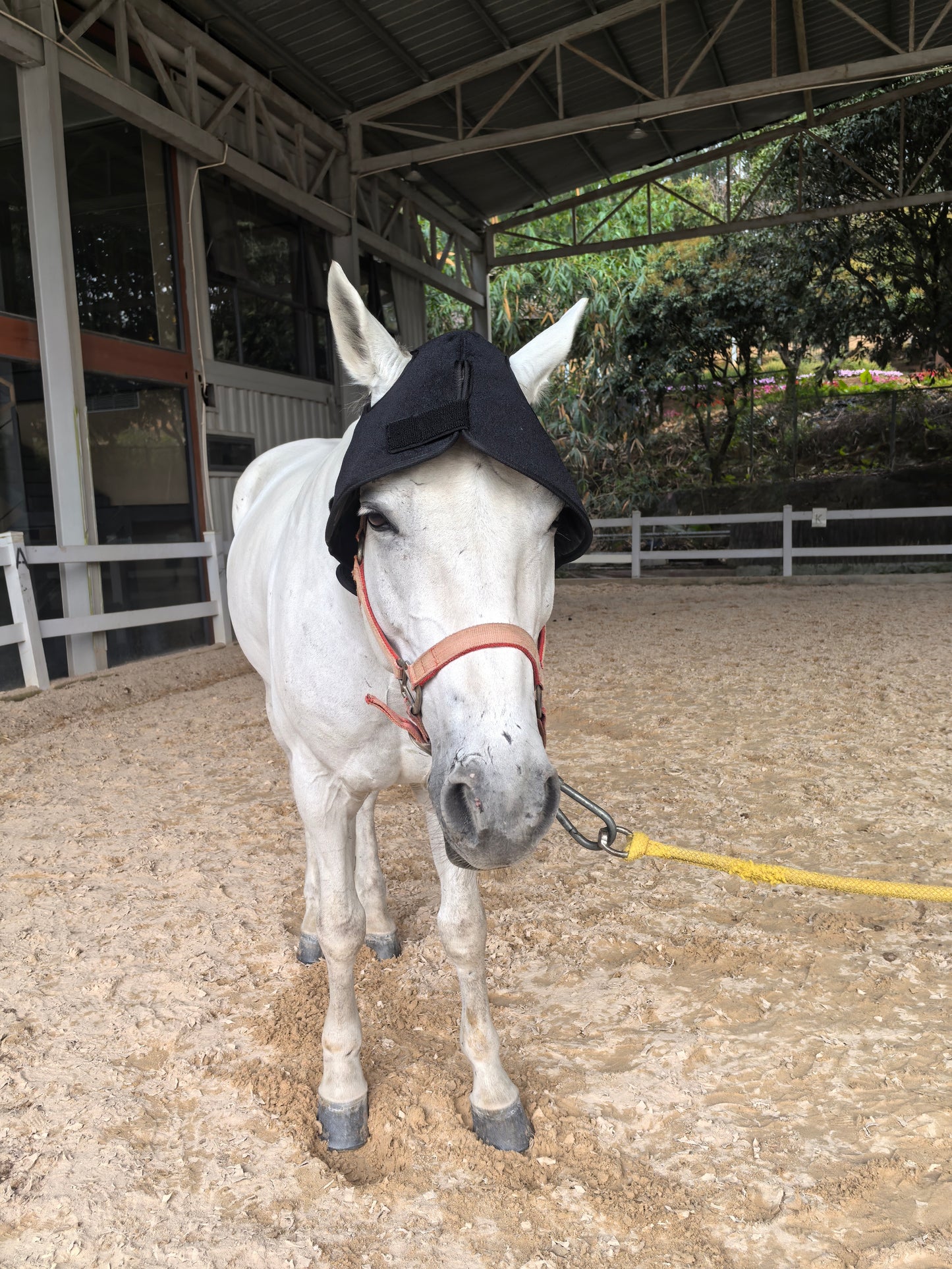 ClinicPBM Equine Red Light Therapy Poll Cap - Size for Pony