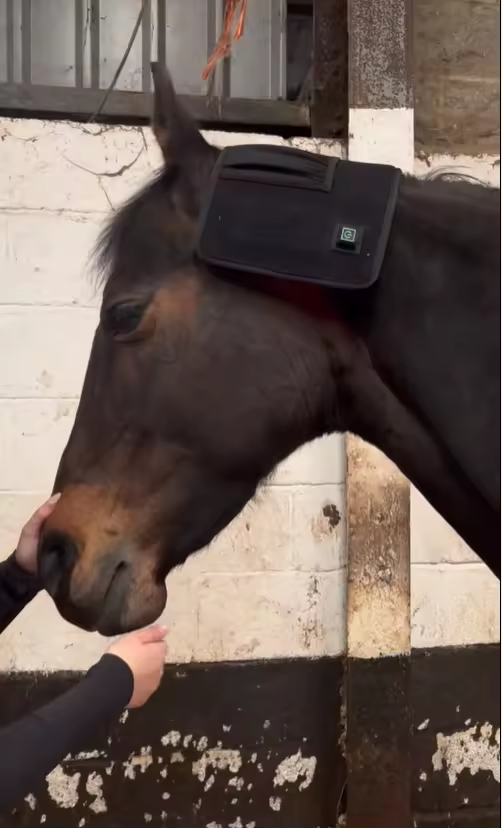 ClinicPBM Red Light Therapy Leg / Back/ Neck Wrap for Horses- Size : S