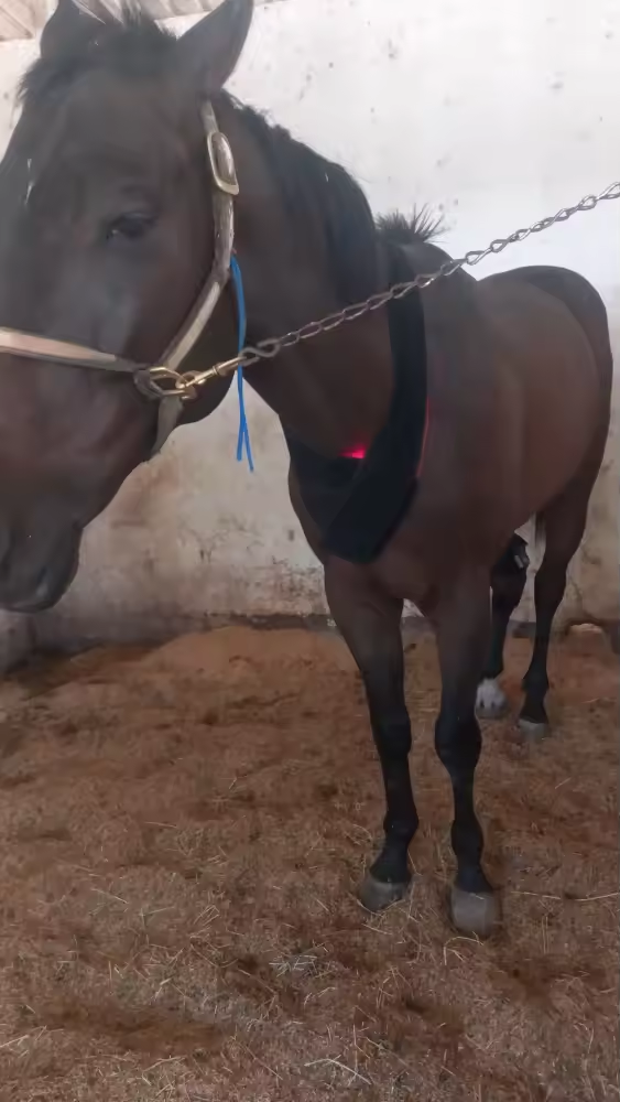 ClinicPBM Red Light Therapy Leg / Back/ Neck Wrap for Horses- Size : S
