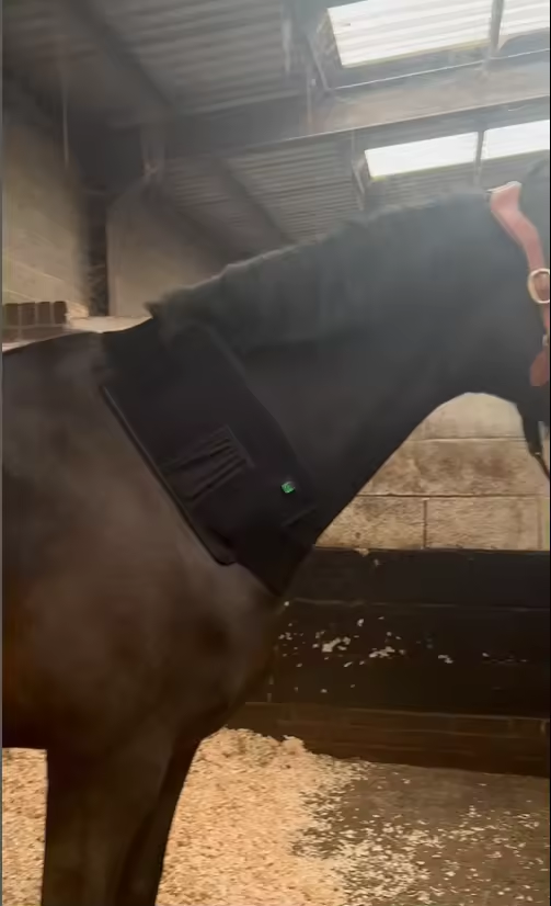 ClinicPBM Red Light Therapy Leg / Back/ Neck Wrap for Horses- Size : S