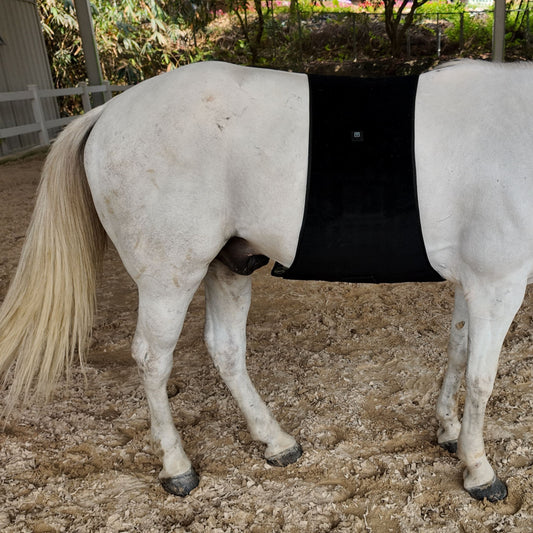 Red light therapy blanket wrapped around a horse's back and barrel, worn outdoors in a paddock, rear view