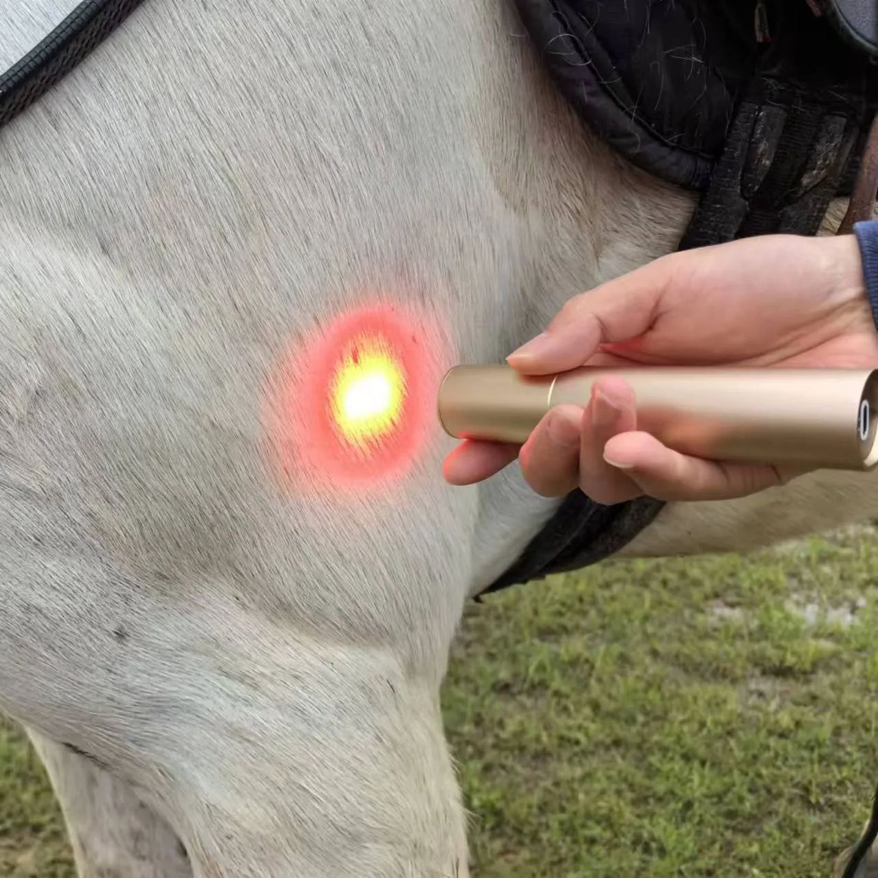 Horse Dog Cat Handheld Red Light Therapy Torch â€“ ClinicPBM