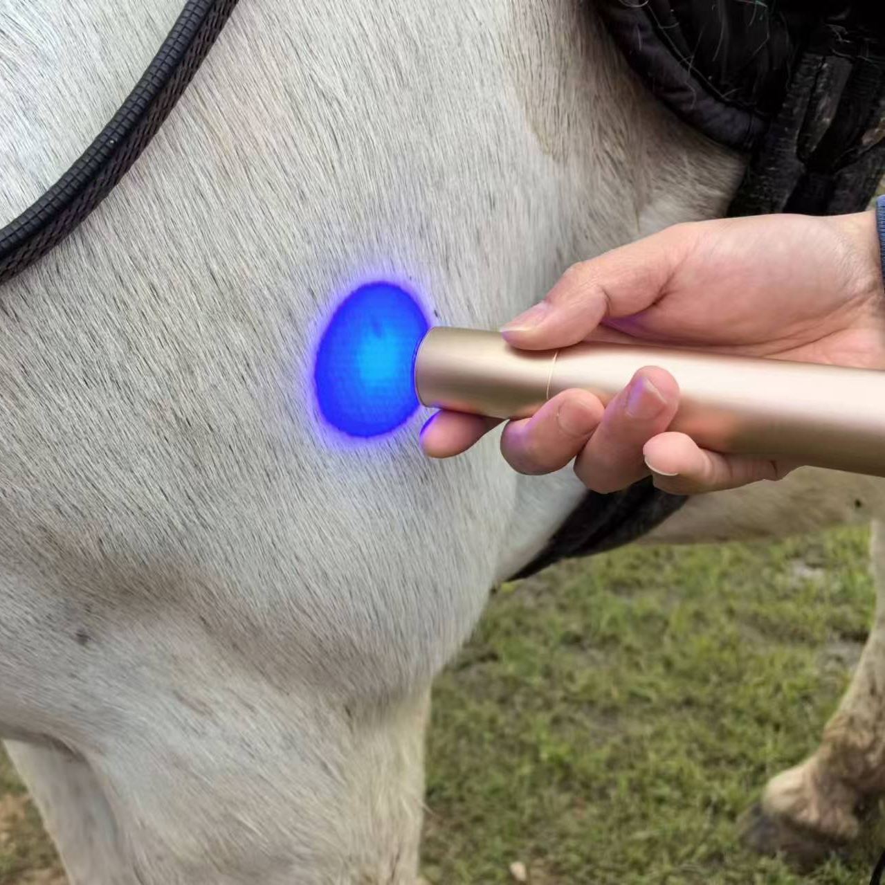 Horse Dog Cat Handheld Red Light Therapy Torch â€“ ClinicPBM