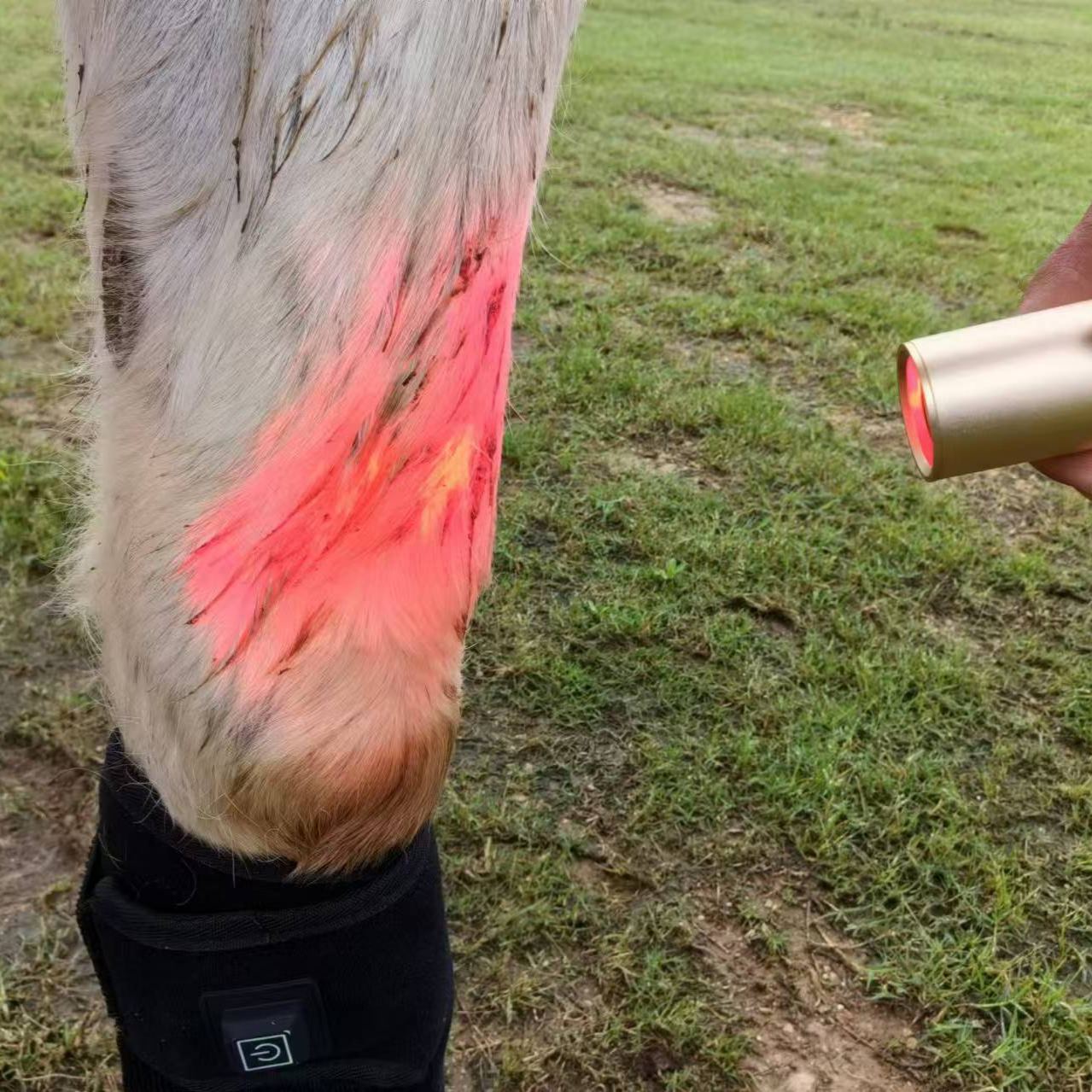 Horse Dog Cat Handheld Red Light Therapy Torch â€“ ClinicPBM