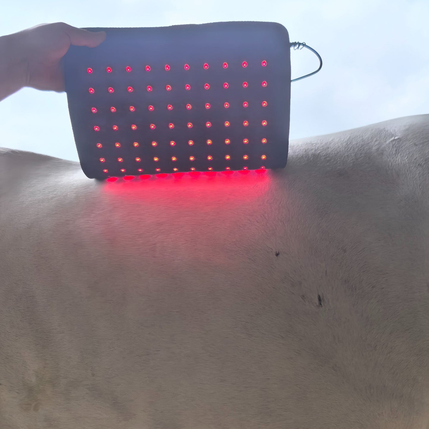 ClinicPBM Red Light Therapy Leg / Back/ Neck Wrap for Horses- Size M