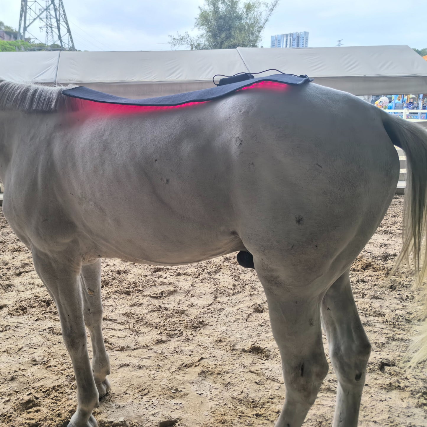 ClinicPBM Red Infrared Light Therapy Wrap for Horses - Size: L