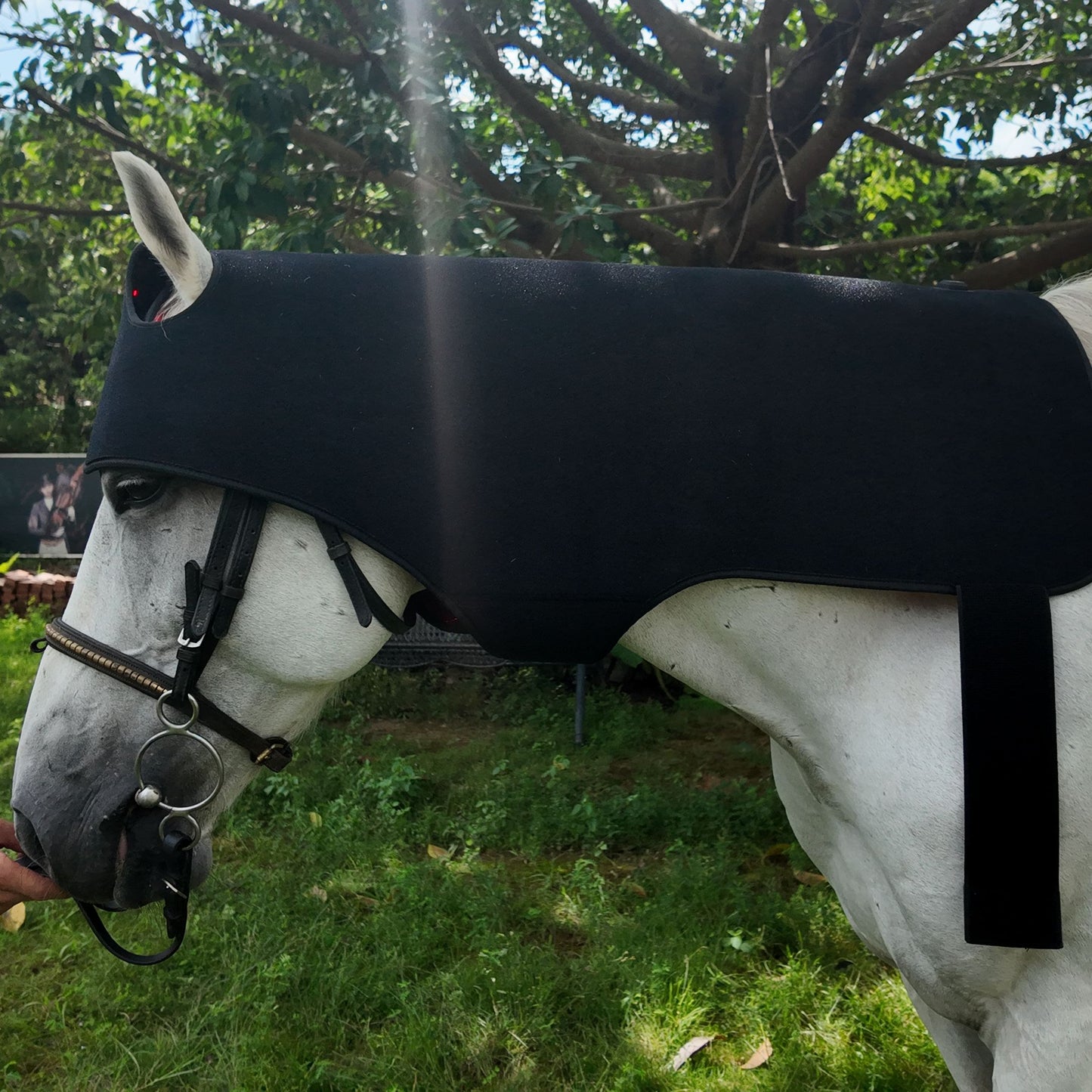 Red Light Therapy Poll Cap and Neck for Horses â€“ ClinicPBM