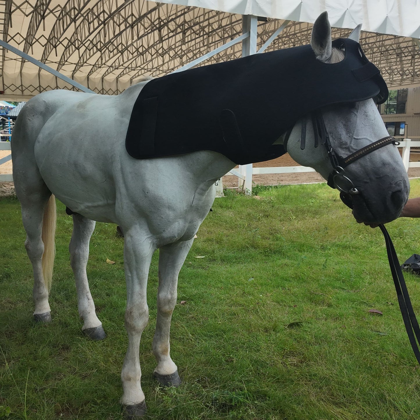 Red Light Therapy Poll Cap and Neck for Horses â€“ ClinicPBM