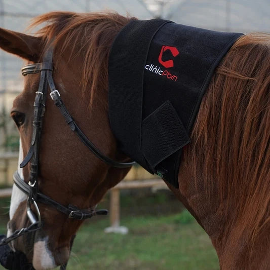 Chestnut horse wearing a black equine light therapy wrap around the neck and poll in an outdoor paddock