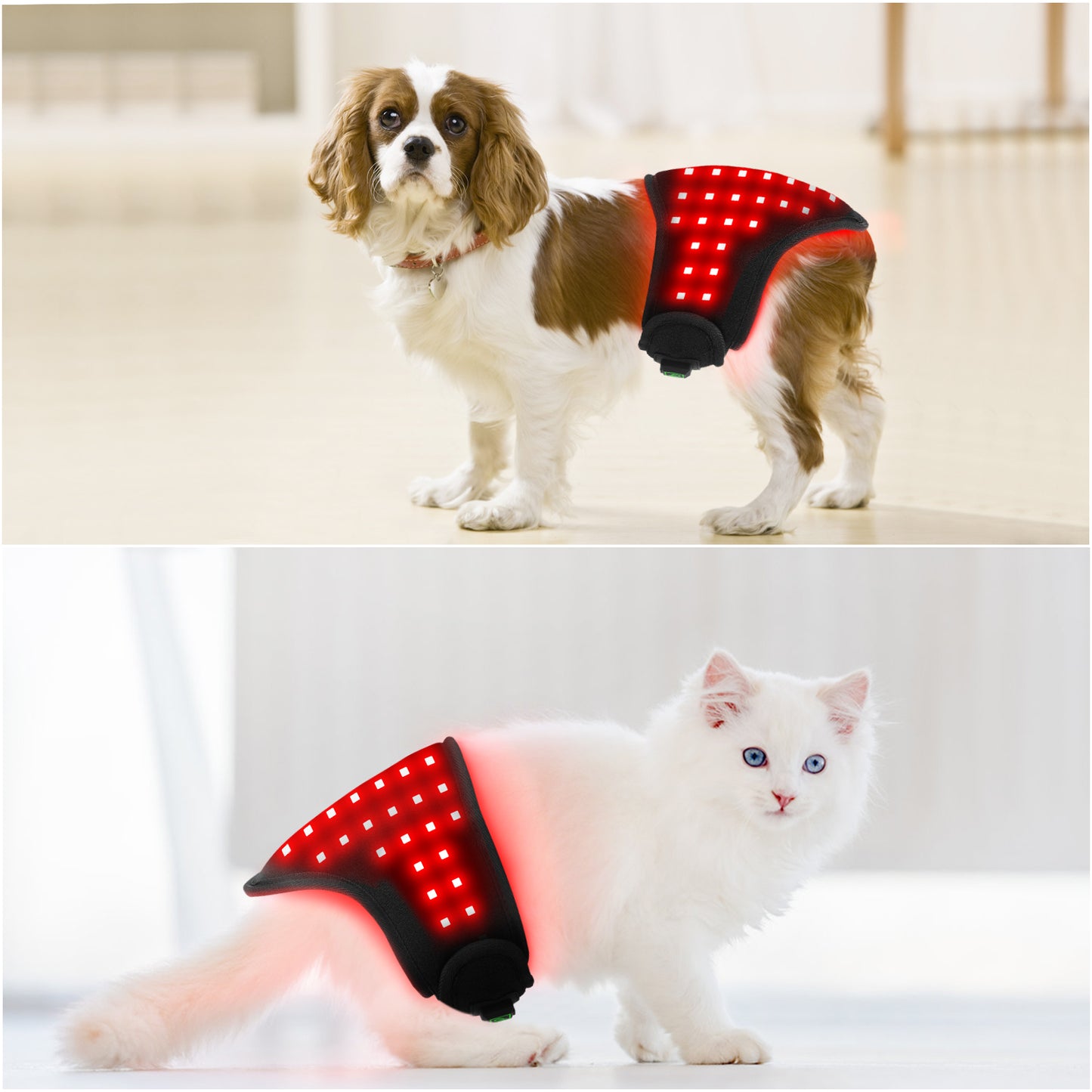 Best Red Light Therapy Device Wrap for Dogs
