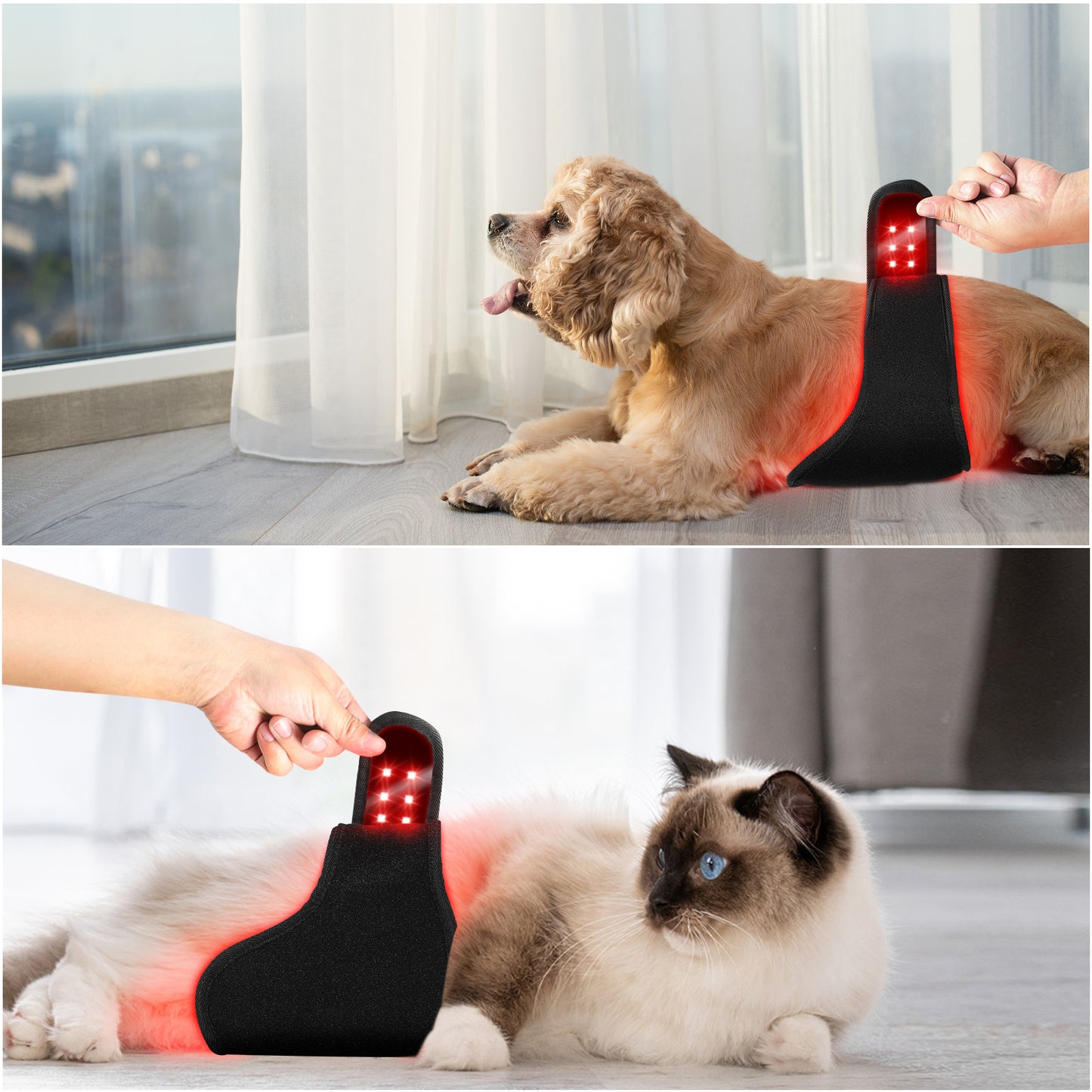 Best Red Light Therapy Device Wrap for Dogs