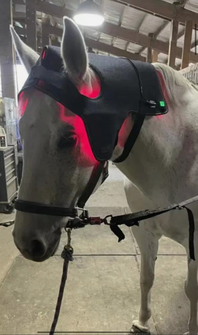ClinicPBM Equine Red Light Therapy Poll Cap - Size for Pony