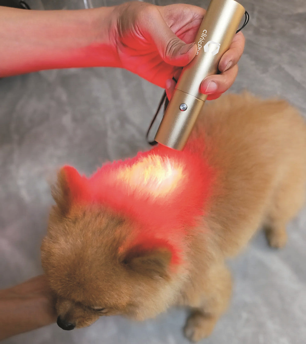 Horse Dog Cat Handheld Red Light Therapy Torch â€“ ClinicPBM