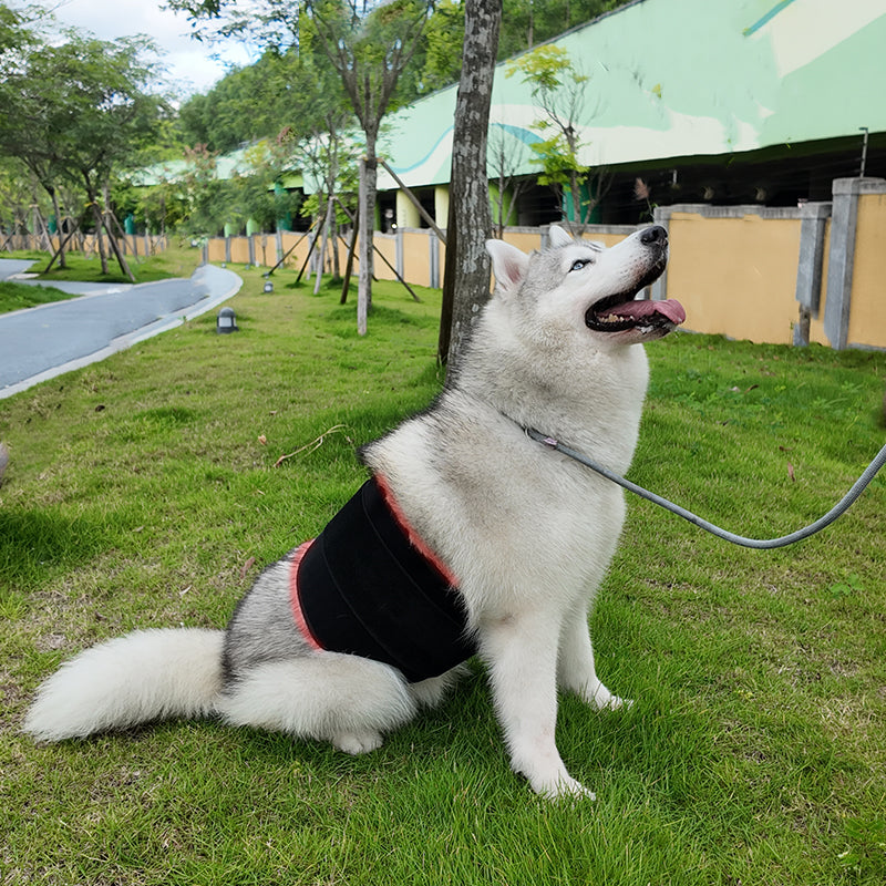 ClinicPBM Red Light Therapy Leg / Back/ Neck Wrap for Horses- Size M